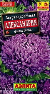 Астра Александрия фиолетовая семена